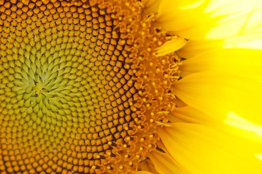 FILE PHOTO: Sunflower is pictured in a field in Agen, France, July 11, 2018. REUTERS/Regis Duvignau/File Photo