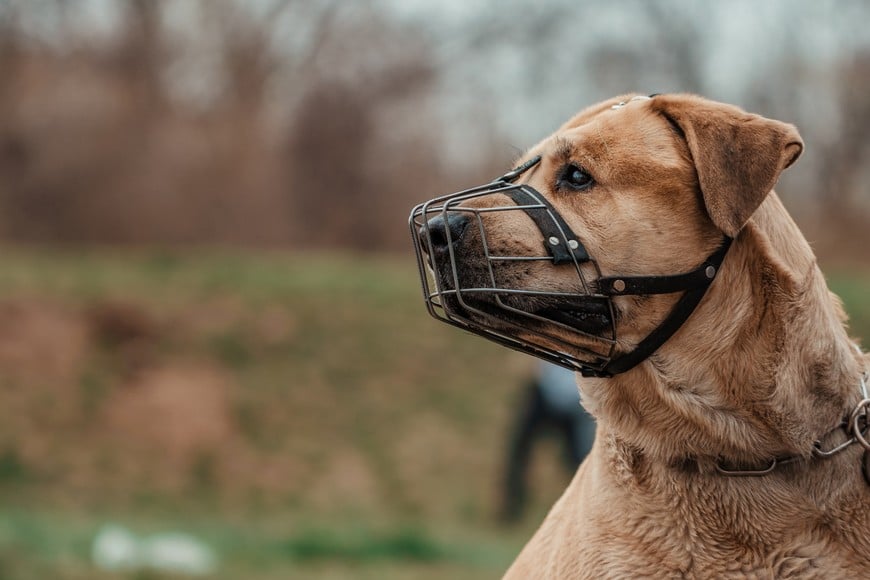 Cuando un perro de estas características circula por un espacio público, debe hacerlo bajo control