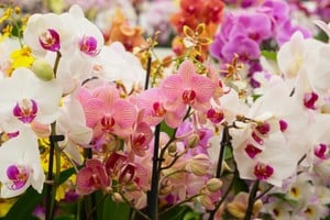 Después de perder sus flores, la planta continúa con su ciclo de crecimiento.