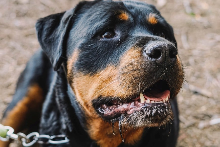 Un ataque de un perro puede ocurrir en pocos segundos