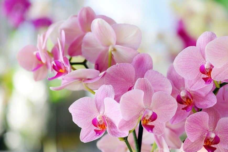 Las orquídeas necesitan buena iluminación para mantenerse saludables.