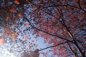 "Pero es posible disfrutar la plenitud de un cielo despejado (...), de un árbol transformándose".
