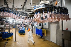 El Reino Unido reabrió su mercado para la carne aviar argentina