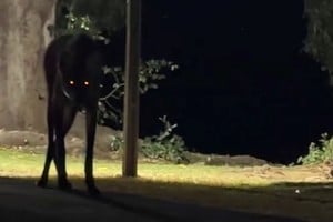 El mamífero en la noche brasileña.
