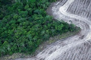 La Amazonía es uno de los principales reguladores climáticos del continente.