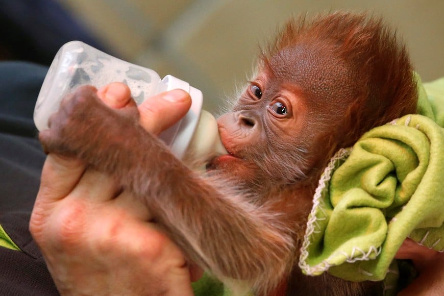 Three week old female orangutan baby 'Rieke' is fed by a zookeeper during a presentation to the media at the Zoo in Berlin February 6, 2015. REUTERS/Fabrizio Bensch (GERMANY - Tags: SOCIETY ANIMALS) alemania berlin alemania nacimiento orangutan zoologico de berlin animales simios nacimientos