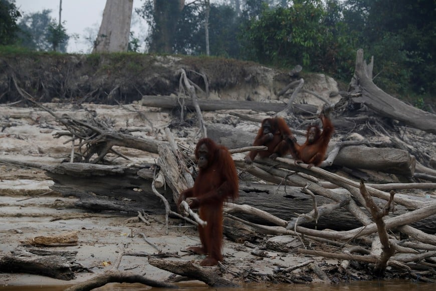 Orangutans gather as smoke covers Salat Island which is used by Borneo Orangutan Survival Foundation (BOSF) as a pre-release island for orangutans, in Pulang Pisau regency near Palangka Raya, Central Kalimantan province, Indonesia, September 15, 2019. REUTERS/Willy Kurniawan SEARCH "KURNIAWAN RAYA" FOR THIS STORY. SEARCH "WIDER IMAGE" FOR ALL STORIES. TPX IMAGES OF THE DAY.