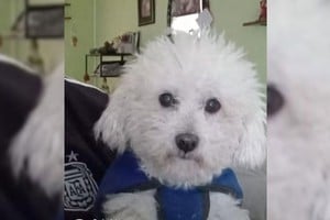 Final feliz. Tras horas de angustia el can se reeencontró con su dueño. Foto: Gentileza