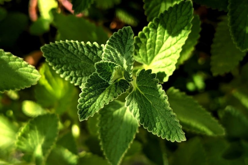 La menta puede crecer con luz indirecta y aportar frescura a distintos platos.