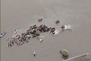 El desborde del arroyo Golondrina obligó a trasladar hacienda de urgencia en La Gallareta. Foto: Captura de pantalla
