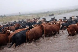 El sector ganadero charrúa en alerta.