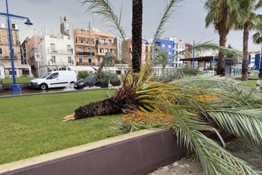 Una palmera tumbada en Tarragona tras el temporal. Eloi Tost / ACN