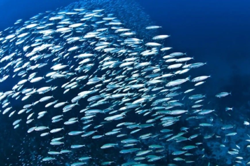 sardina fueguina