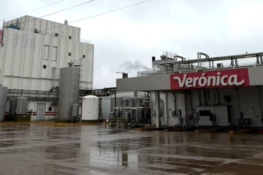 La planta de Verónica en Suardi. Crédito: Gentileza Radio Belgrano Suardi