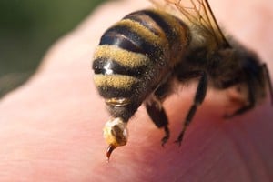 El veneno que estos insectos introducen en la piel puede generar una respuesta localizada