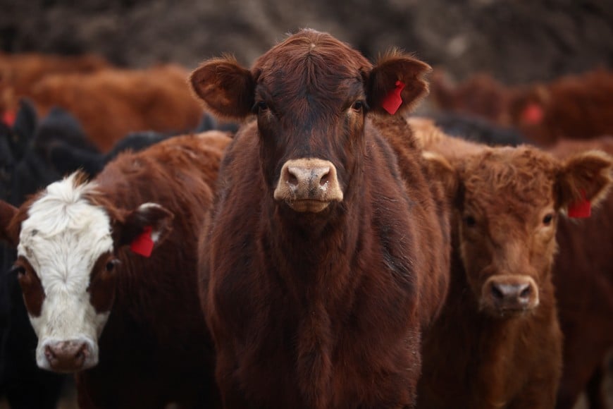A view of cattle in a ranch in San Antonio de Areco, on the outskirts of Buenos Aires, Argentina June  7, 2024. REUTERS/Tomas Cuesta   precio carne ganado vivo vaca vacas