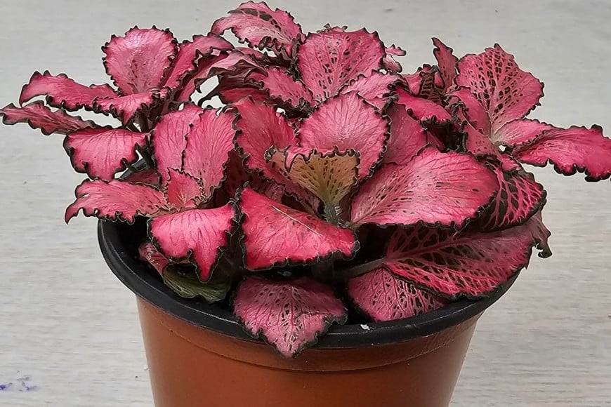 Su follaje colorido convierte a esta planta en una opción para decorar interiores.