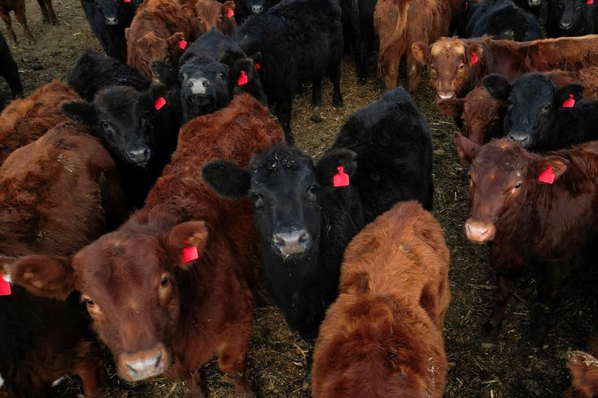 A drone view of cattle in a ranch in San Antonio de Areco, on the outskirts of Buenos Aires, Argentina June 7, 2024. REUTERS/Tomas Cuesta   precio carne ganado vivo vaca vacas