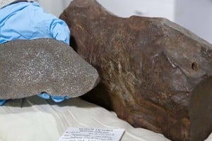 El ejemplar fue llevado al Museo de Melbourne para su análisis.