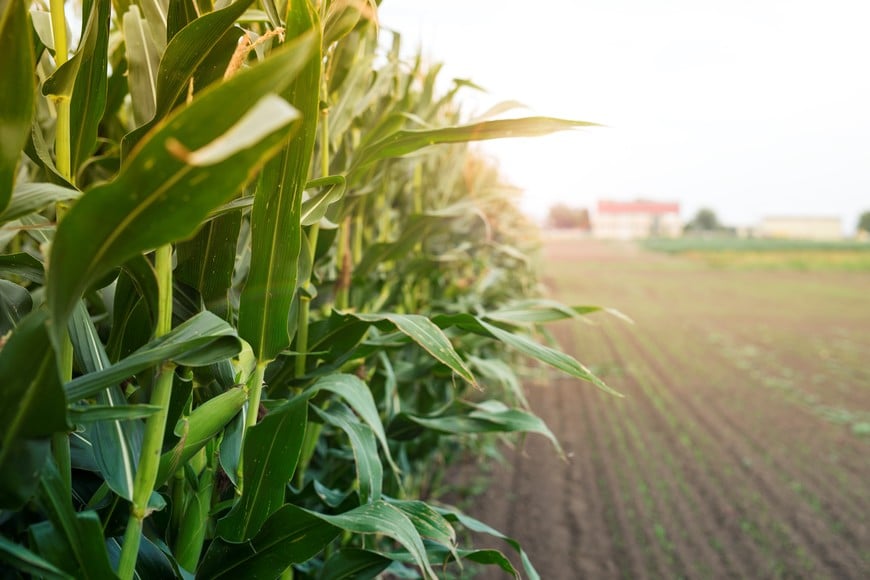 La nación del sudeste asiático se ha consolidado como el principal socio comercial del agro argentino en términos de volumen.
