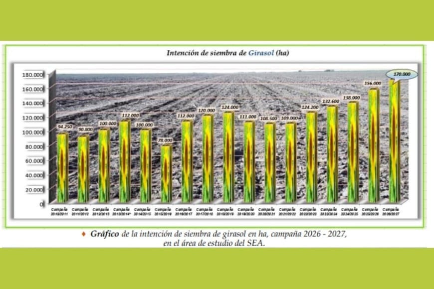 Intención de siembra de maíz temprano.