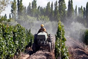 El vino consiguió un tratamiento específico. Suiza concederá una cuota bilateral de 55.000 hectolitros con arancel cero. Foto: REUTERS / Enrique Marcarian.