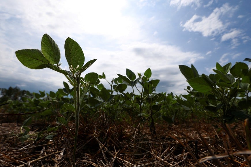Soy plants affected by hot weather and a lack of rain stand on a farm in Chivilcoy, on the outskirts of Buenos Aires, Argentina, February 5, 2026. REUTERS/Matias Baglietto REFILE - CORRECTING CITY FROM "PERGAMINO" TO "CHIVILCOY".
