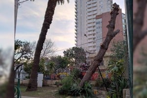 La pérdida de un árbol añoso siempre es motivo de tristeza, máxime cuando está ligado con el comienzo de la gesta sanmartiniana en América.