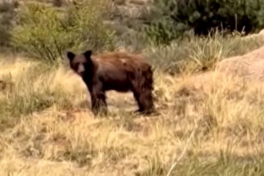La causa de este comportamiento masivo se origina en la profunda aridificación del terreno. (Santa Fe Police and New Mexico Department of Wildlife)