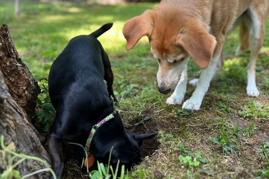 Los animales pueden remover la tierra por distintos motivos.