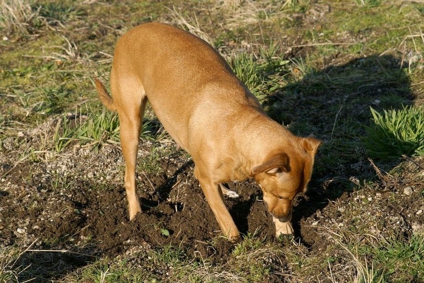 Cavar puede ser una conducta natural en los perros.