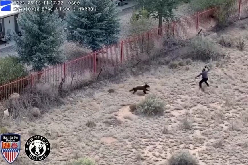 En Colorado hubo al menos seis ataques y entre el 1,5% y el 2% de los avistamientos termina en eutanasia (Santa Fe Police and New Mexico Department of Wildlife).