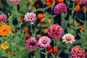 Las zinnias se destacan por sus flores coloridas y vistosas.