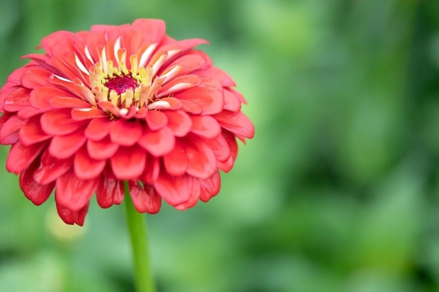 Septiembre es un buen momento para preparar las plantas de primavera.