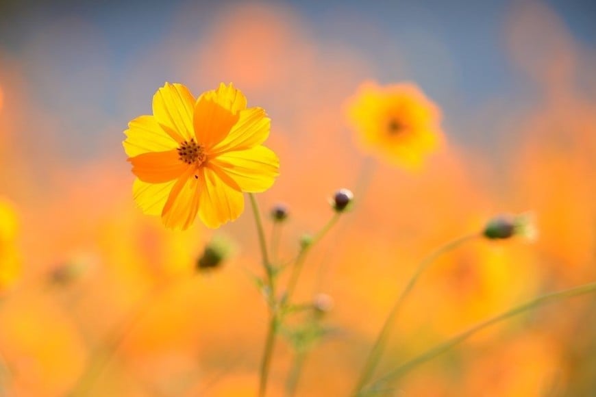 El cosmos aporta flores delicadas y variedad de tonalidades.