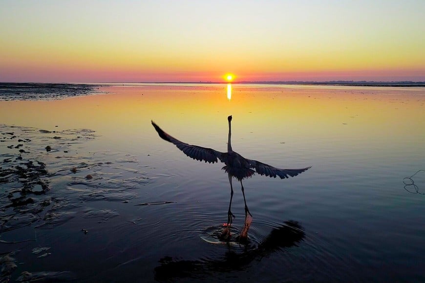 Una garza alza vuelo en el amanecer, sobre la Setúbal. Fernando Nicola.