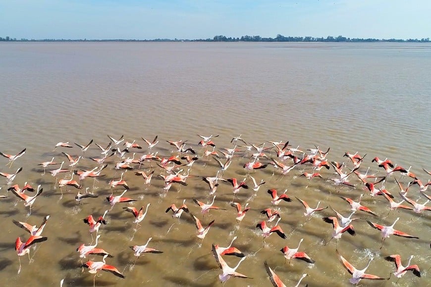 Flamencos rodados en la laguna Setúbal. Mauricio Garín.
