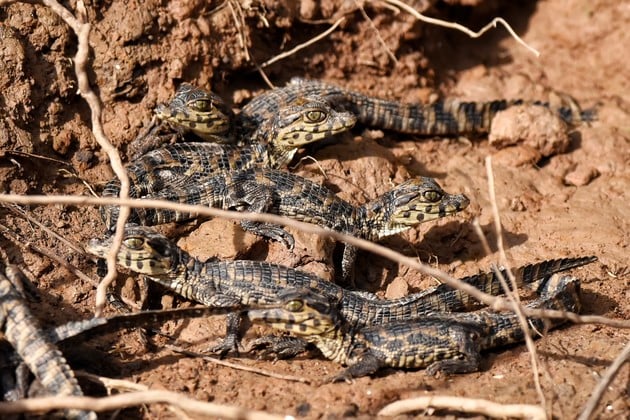 Yacarés recién nacidos en la orilla del río. Pablo Rodas.