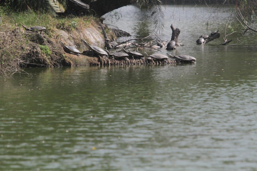 Tortugas en el río, en Santa Fe. Archivo.