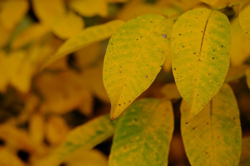 El cambio de estación modifica las necesidades de luz de las plantas.
