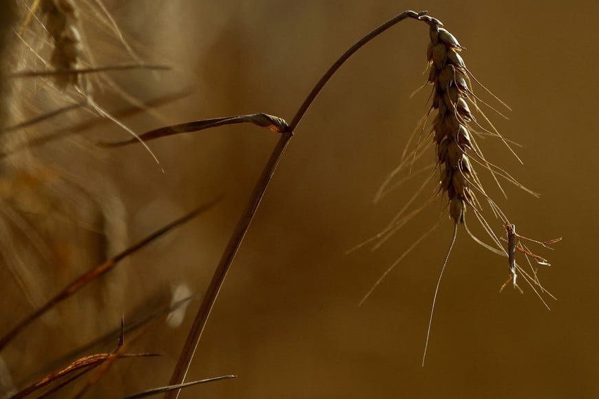 FILE PHOTO: Wheat during harvest in a field in Seeluebbe, Germany, August 2, 2026. REUTERS/Lisi Niesner/File Photo