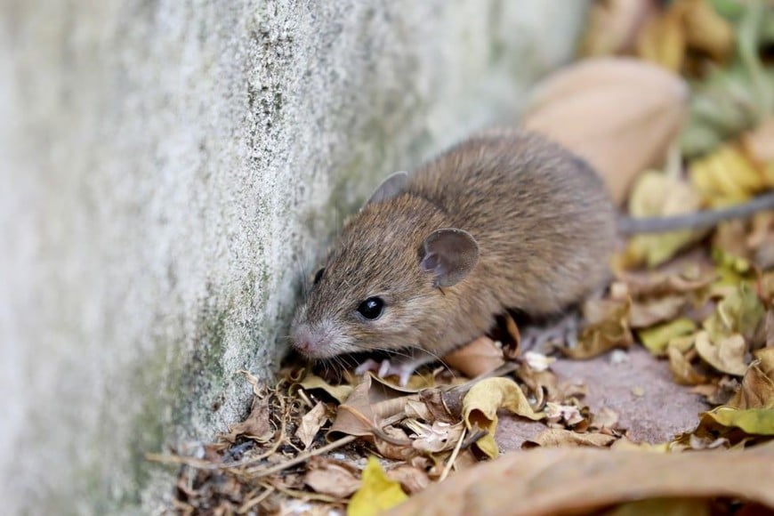 Leptospirosis y hantavirosis también superan la referencia histórica