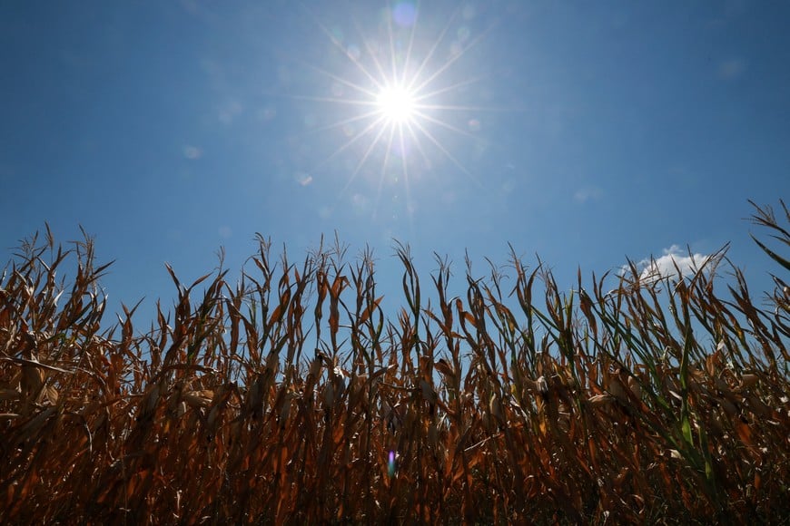 A corn field in Libourne near Bordeaux as drought conditions worsen following a heatwave and water shortages across much of France, August 11, 2026. REUTERS/Stephanie Lecocq