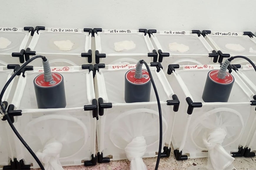 Los anticuerpos de suero de bovinos inmunizados atacaron el intestino del mosquito. No picaban a la vaca, sino que accedían al suero con sistemas de alimentación artificial. Conicet.