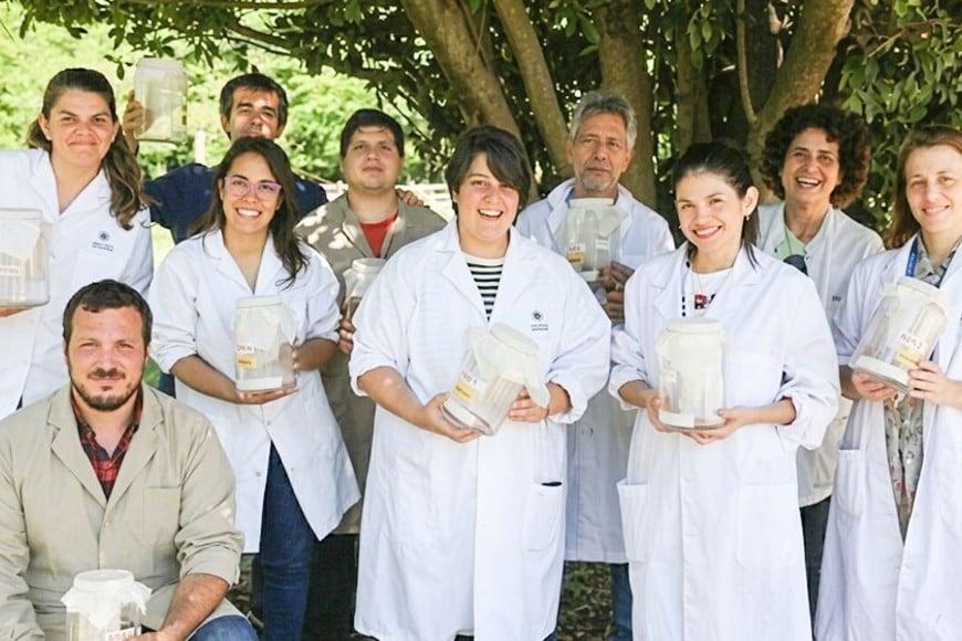Marianela García Alba (en el centro), jefa del Laboratorio de Control de Mosquitos de la División Aplicaciones Agronómicas de la CNEA, e integrantes sosteniendo recipientes con mosquitos Aedes Aegypti. Conicet.