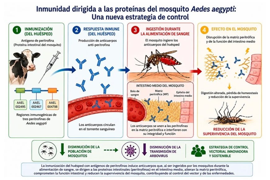 Los investigadores plantean la posibilidad de crear vacunas que, de forma simultánea, generen inmunidad contra los virus y reduzcan la supervivencia del vector que los transmite.
