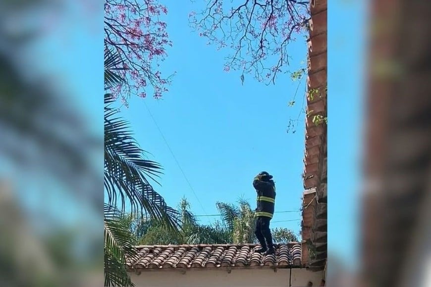 En pocos minutos, los bomberos pusieron a salvo al animal. Foto: El Litoral