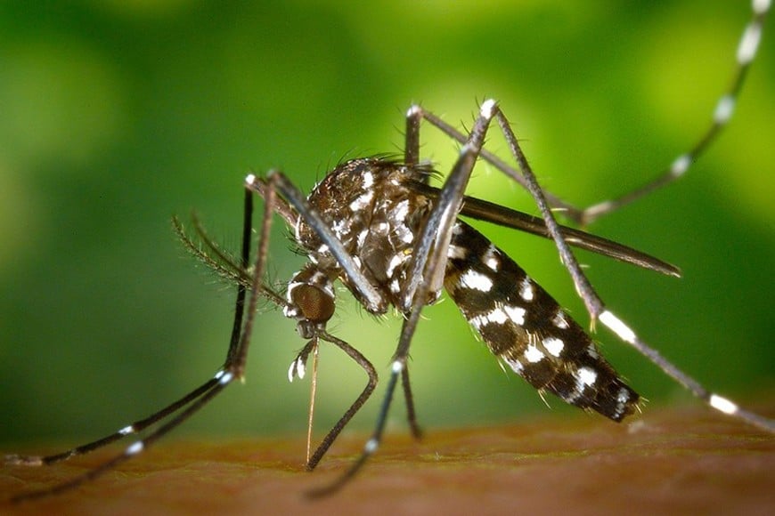 El mosquito Aedes aegypti es vector de los virus del dengue, del Zika, de chikungunya y de la fiebre amarilla. Archivo.