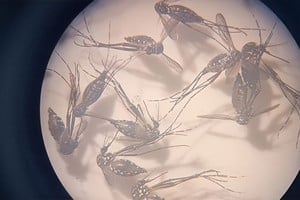 Hembras de Aedes aegypti entre 12 y 24 horas después de alimentarse con sangre suplementada con suero de animales inmunizados que contiene anticuerpos dirigidos contra proteínas de su intestino. Conicet.