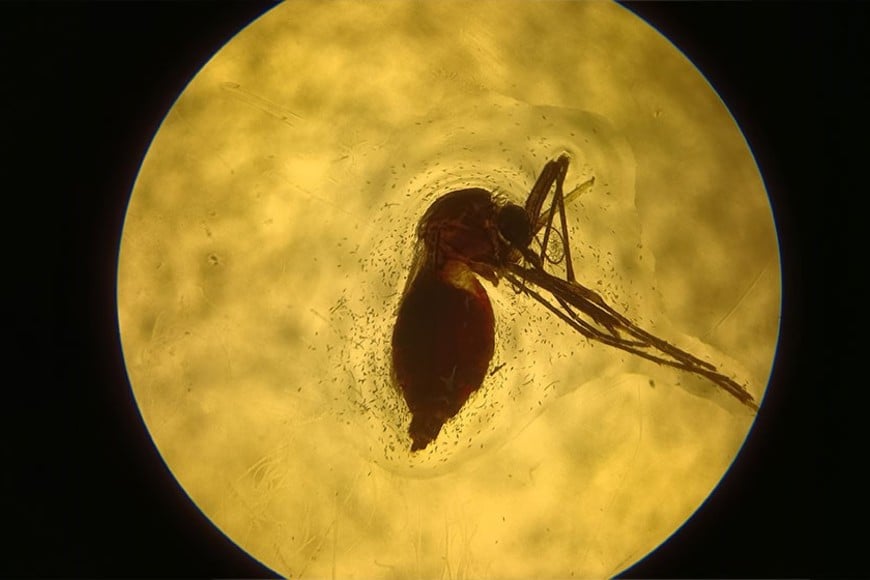 Hembra de Aedes aegypti luego de la alimentación, con el abdomen lleno de sangre suplementada con suero de animales inmunizados. Conicet.